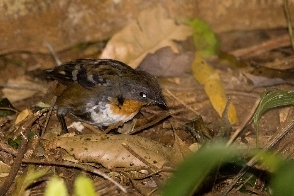 Australian Logrunner (Orthonyx temminckii)